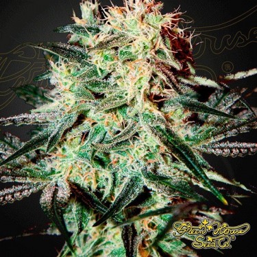Visualizzazione Planta de marihuana