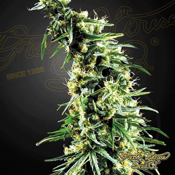 Visualizzazione Planta de marihuana