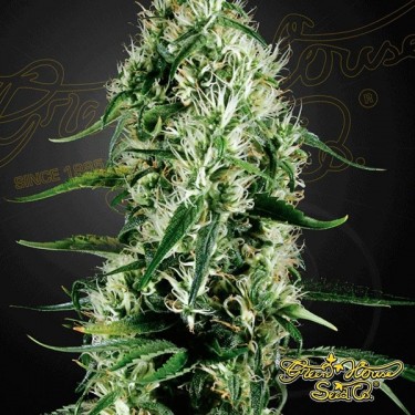 Super Silver Haze Green House Seeds