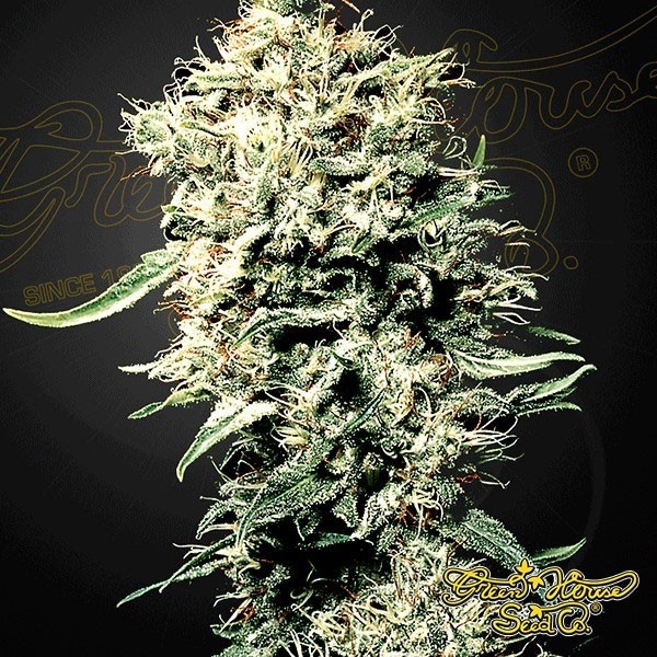 Visualizzazione Planta de marihuana