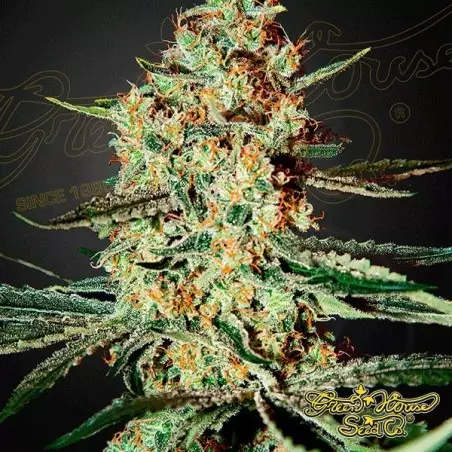 Planta de marihuana