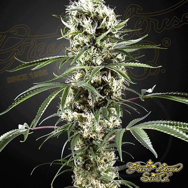 Visualizzazione Super lemon haze