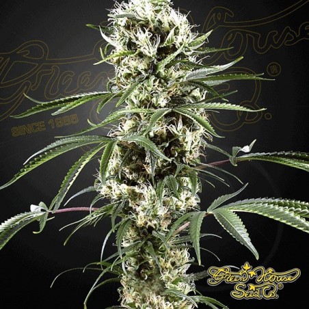 Super lemon haze