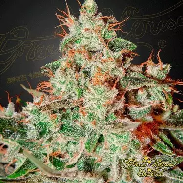 Semilla de marihuana