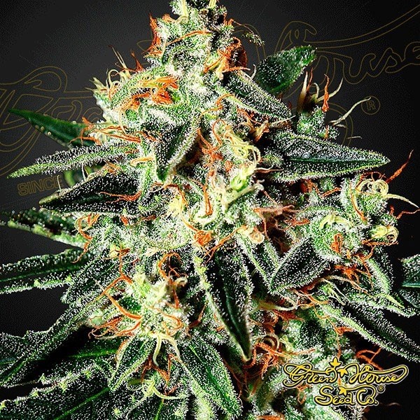 Visualizzazione Semilla de marihuana