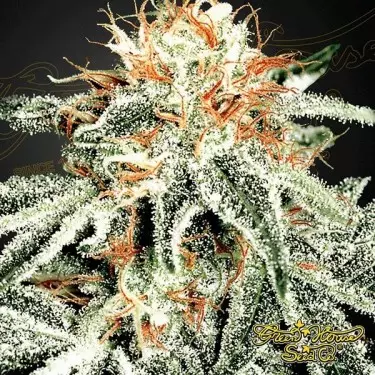 White Widow planta de marihuana