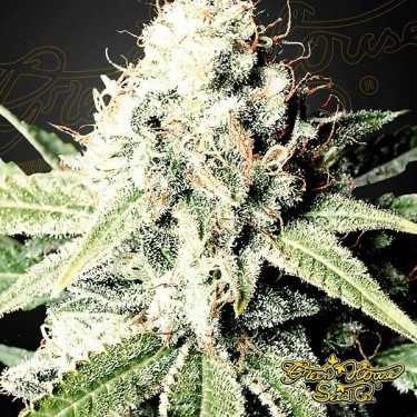 Visualizzazione Semilla de marihuana