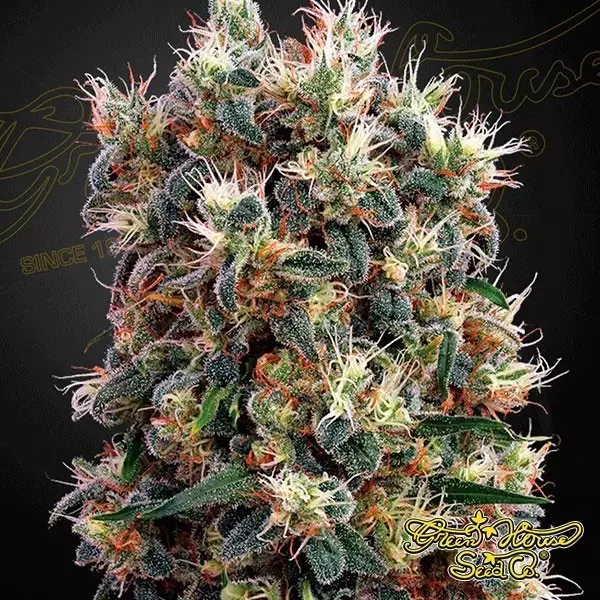 Semilla de marihuana