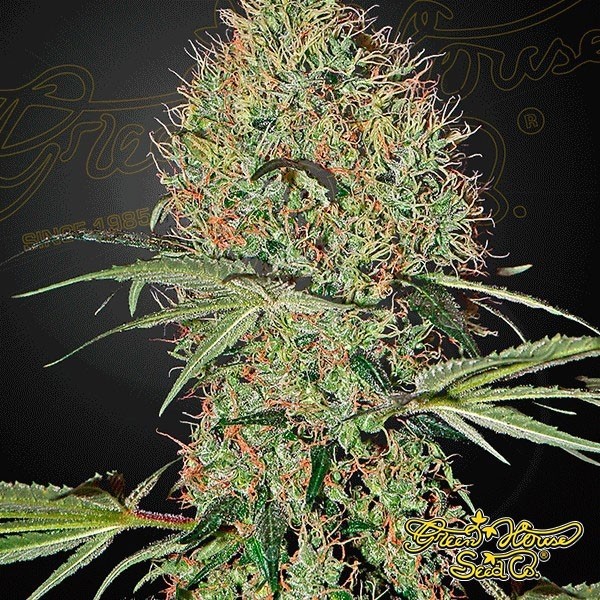 Visualizzazione Planta de marihuana