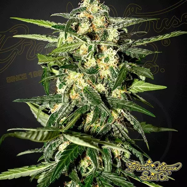 Visualizzazione Planta de marihuana