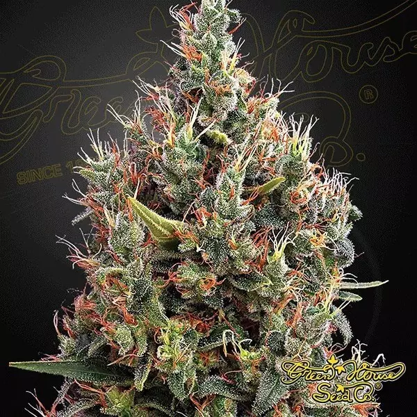 Visualizzazione Planta de marihuana