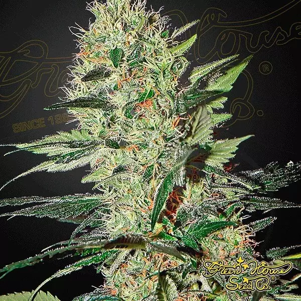 Visualizzazione Planta de marihuana