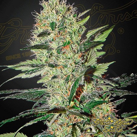 Planta de marihuana