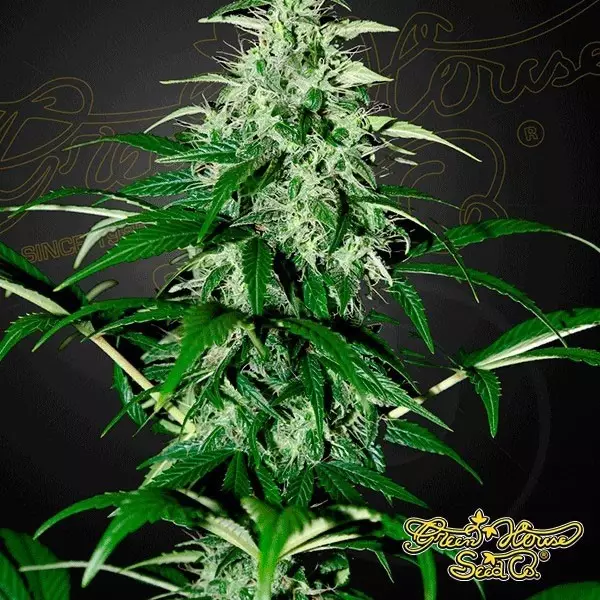 Visualizzazione Planta de marihuana