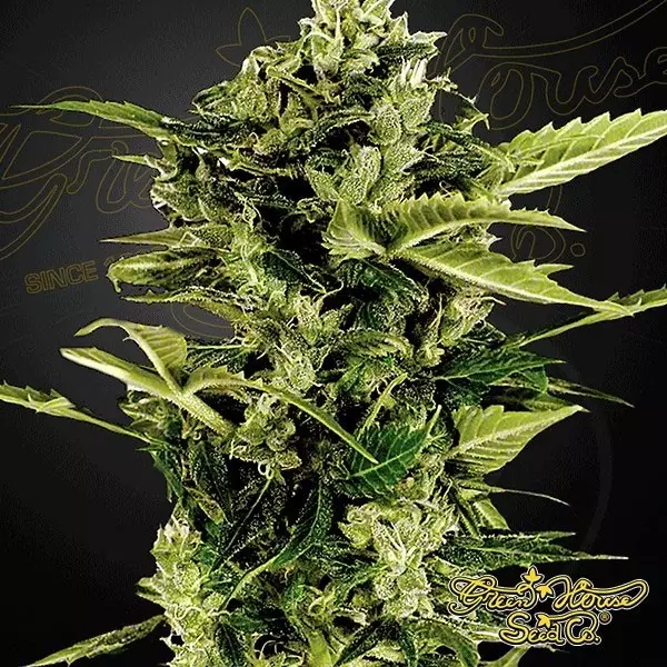 Visualizzazione Planta de marihuana