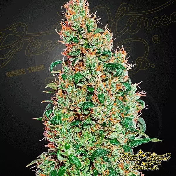 Visualizzazione Planta de marihuana