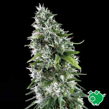 Visualizzazione Planta de marihuana