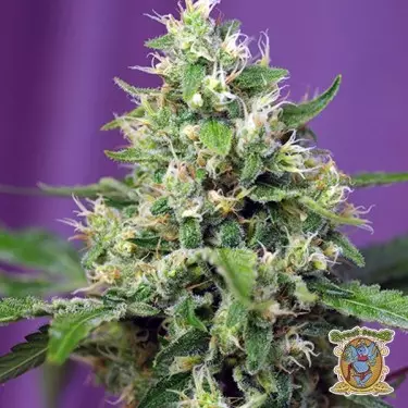 Planta de marihuana