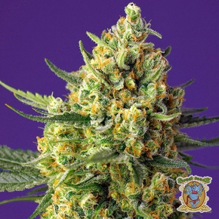 Planta de marihuana