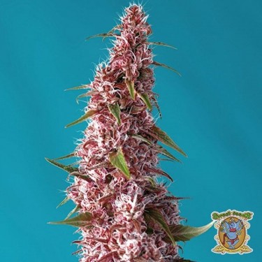 Red Pure Auto CBD
