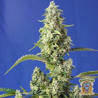 Gorilla Girl XL Auto
