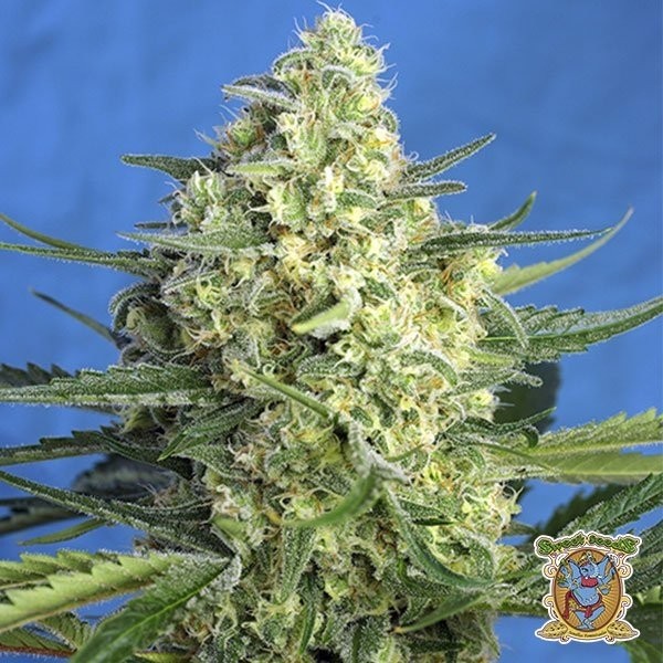 Visualizzazione Planta de marihuana