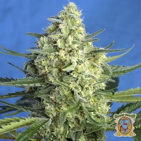 Planta de marihuana