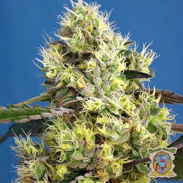 Visualizzazione Planta de marihuana