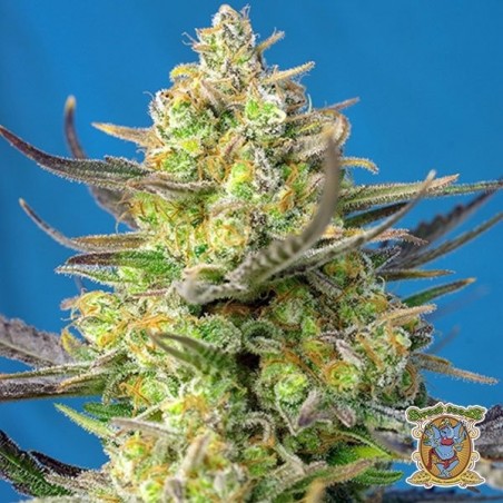 Sweet Cheese XL Auto