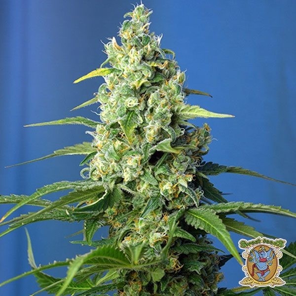 Visualizzazione Planta de marihuana