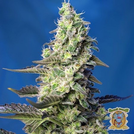 Pianta di marijuana