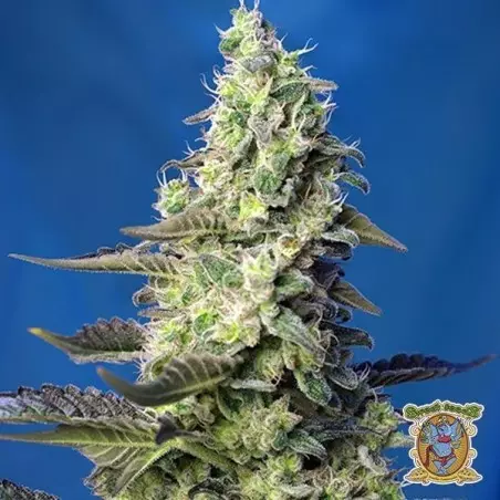 Pianta di marijuana