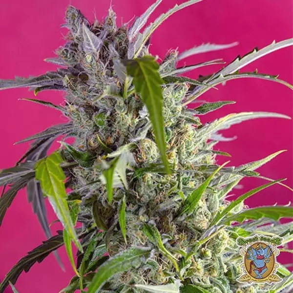 Visualizzazione Planta de marihuana