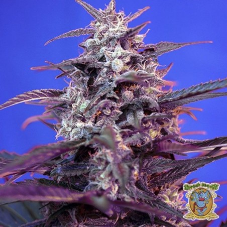 Bloody Skunk Auto planta de marihuana