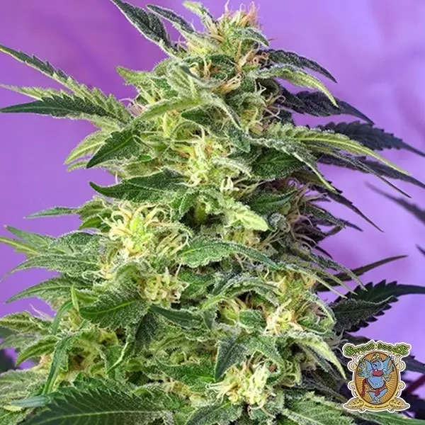 Visualizzazione Planta de marihuana