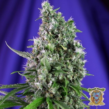 Visualizzazione Planta de marihuana