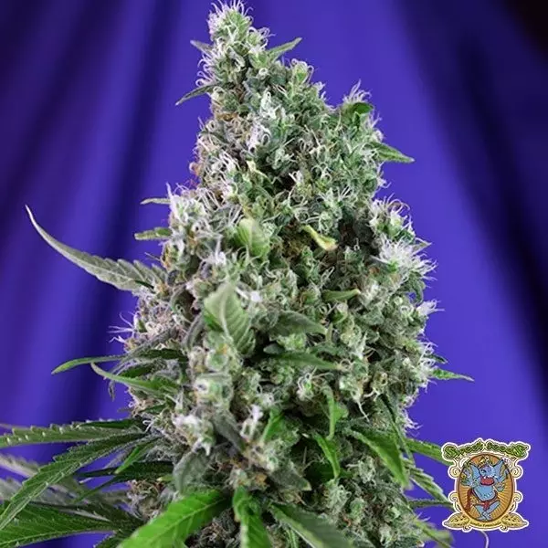 Visualizzazione Planta de marihuana