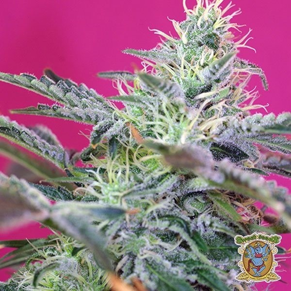 Visualizzazione Planta de marihuana
