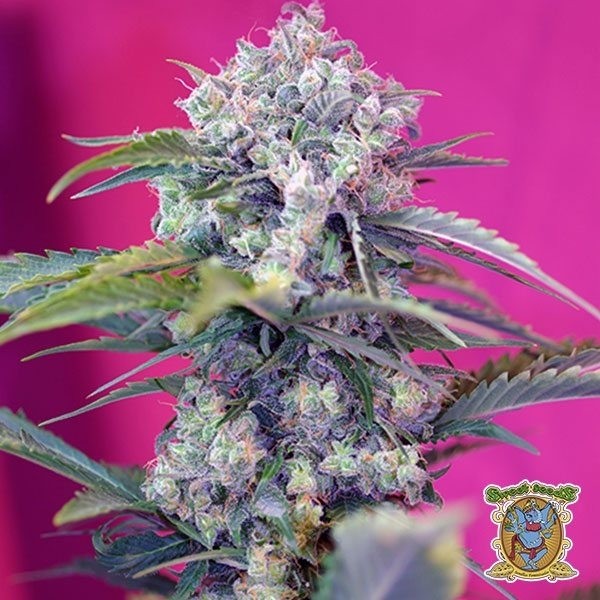 Visualizzazione Planta de marihuana