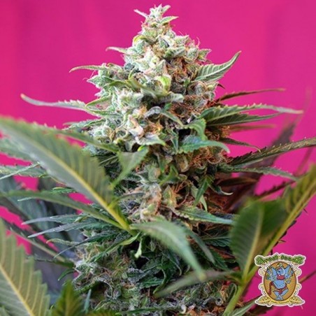 Planta de marihuana
