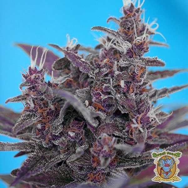 Visualizzazione Planta de marihuana
