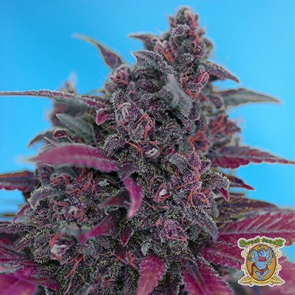 Visualizzazione Planta de marihuana