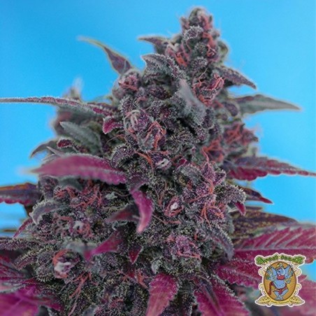 Dark Devil Auto