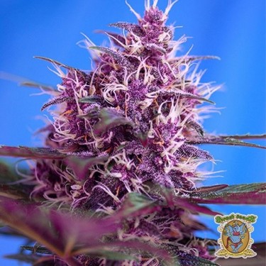 Visualizzazione Planta de marihuana