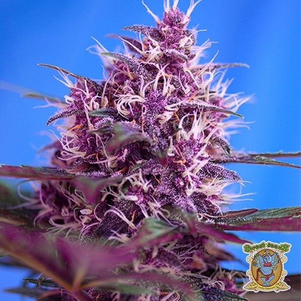 Visualizzazione Planta de marihuana