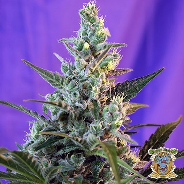 Visualizzazione Planta de marihuana