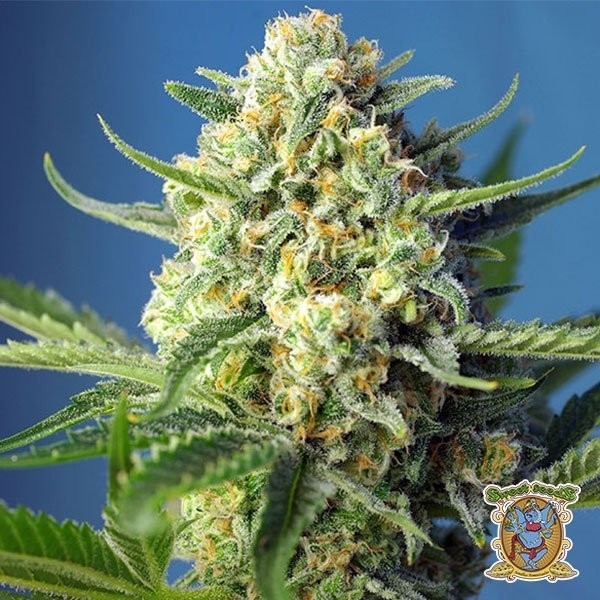 Visualizzazione Planta de marihuana