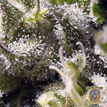 Cream Caramel Auto