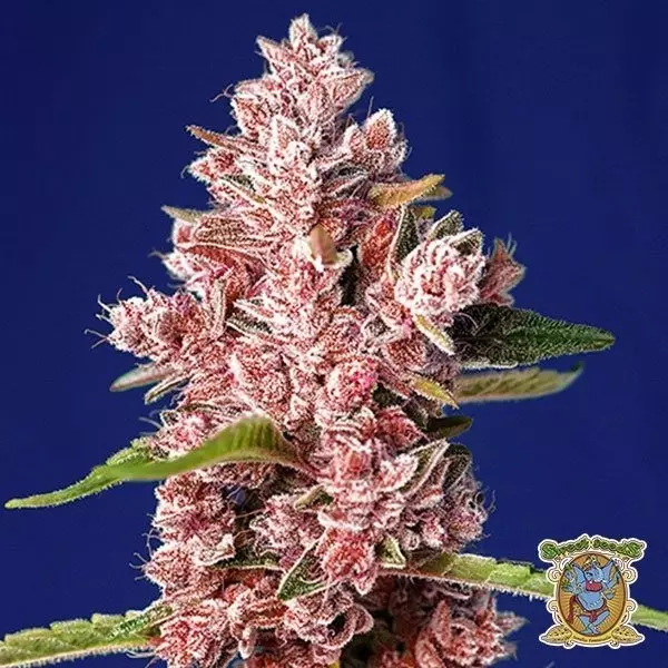 Visualizzazione Planta de marihuana