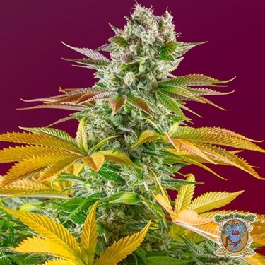 Visualizzazione Planta de marihuana